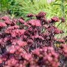 Sedum Purple Emperor 3