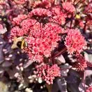 Sedum Purple Emperor 4