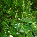 Tellima grandiflora 2