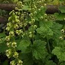 Tellima grandiflora 3