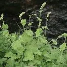 Tellima grandiflora 5