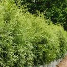 Thuja Brabant 2