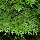 Thuja Brabant 3