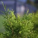 Thuja Brabant 4