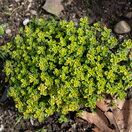 Thyme Sambesi 1