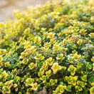 Thyme Sambesi 2