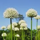 Allium White Giant 1