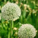 Allium White Giant 3