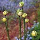 Allium White Giant 4