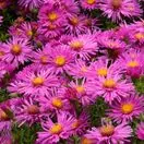 Aster Alice Haslam 1