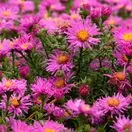 Aster Alice Haslam 2