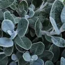 Brachyglottis Silver Dormouse 2