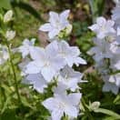 Campanula Alba 1