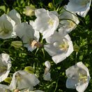 Campanula Alba 2