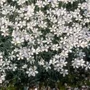Cerastium tomentosum 1