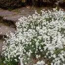Cerastium tomentosum 3