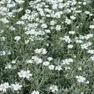 Cerastium tomentosum 4