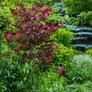 Cercis Forest Pansy 4