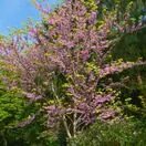 Cercis Forest Pansy 5