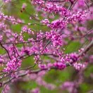 Cercis Forest Pansy 6