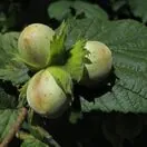 Buy Corylus avellana Bare Root