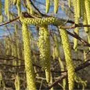 Corylus avellana bare root 2 catkins