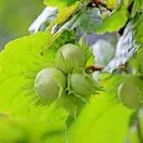 Corylus avellana bare root 3 hazelnuts
