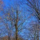 Corylus avellana bare root 5 full tree