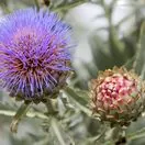 Cynara cardunculus 1