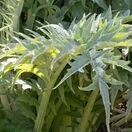 Cynara cardunculus 2