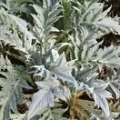 Cynara cardunculus 3