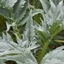 Cynara cardunculus 5