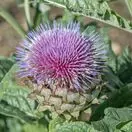 Cynara cardunculus 6