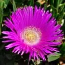 Delosperma cooperi 2