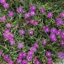 Delosperma cooperi 3