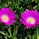 Delosperma cooperi 4