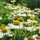 Echinacea White Meditation 1