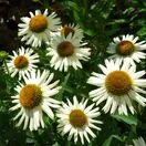 Echinacea White Meditation 2