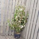 Elaeagnus ebbingei
