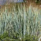 Elymus magellanicus 1