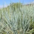Elymus magellanicus 2