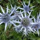 Eryngium bourgatii 1