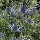 Eryngium bourgatii 2