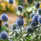Eryngium bourgatii 3
