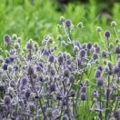 Eryngium bourgatii 4