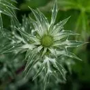 Eryngium bourgatii 5