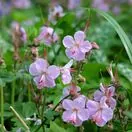 Geranium Ingwersens 1