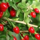 Goji berry 1