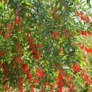 Goji berry 2