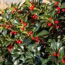 Ilex Alaska 1